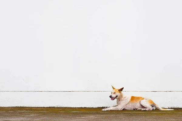 Cão Basenji Sentado Com Uma Parede Branca Fundo — Fotografia de Stock