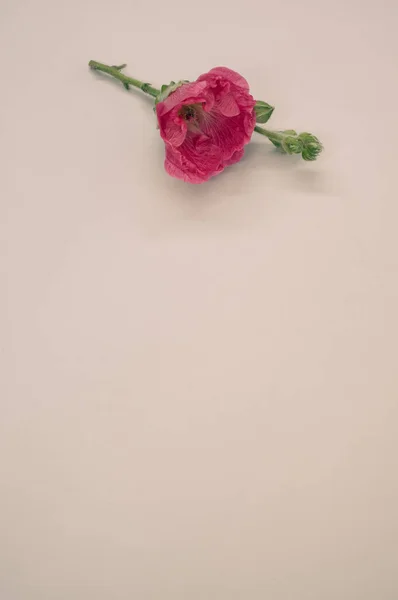 Plan Vertical Une Belle Fleur Oeillet Rose Sur Une Petite — Photo