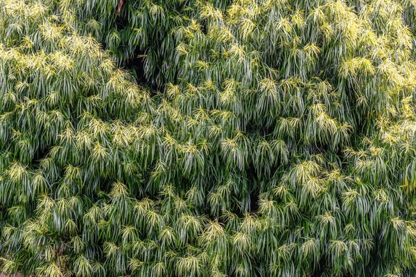 녹색과 노란색 나뭇잎을 흔들어 놓는다 — 스톡 사진