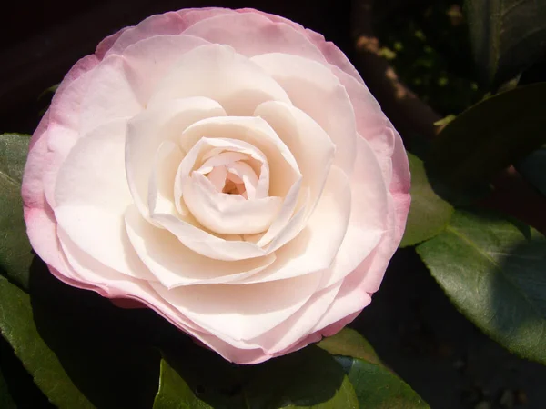 Tiro Enfoque Selectivo Hermosa Flor Camelia Rosa —  Fotos de Stock