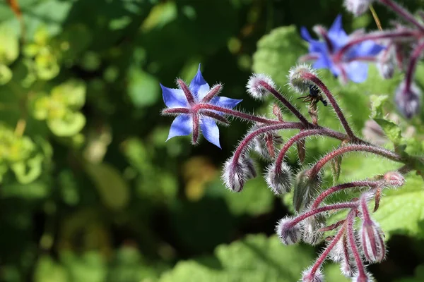 Selective Focus Shot Blooming Blue Flower Meadow — Stock Photo, Image