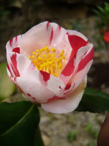 Selective Focus Shot Beautiful Camellia Flower — Stock Photo, Image