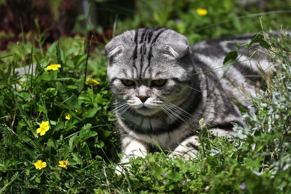 Uma Foto Close Gato Britânico Encurtado Deitado Grama — Fotografia de Stock