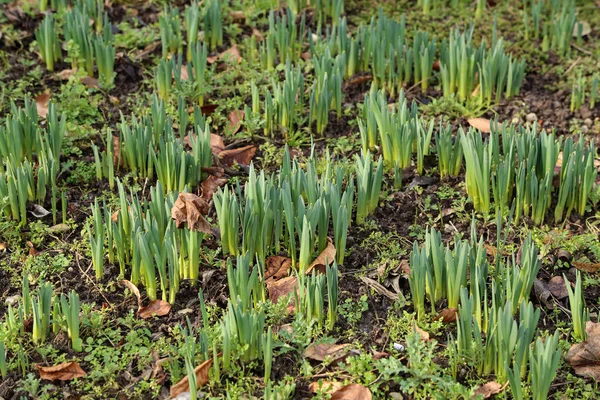 Een Selectieve Focus Shot Van Spruiten Van Narcissen Tuin — Stockfoto