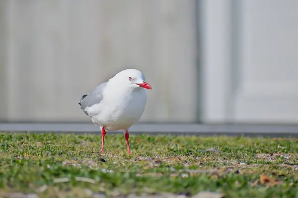 Close View Red Billed Gull Standing Green Grass — Stock Photo, Image