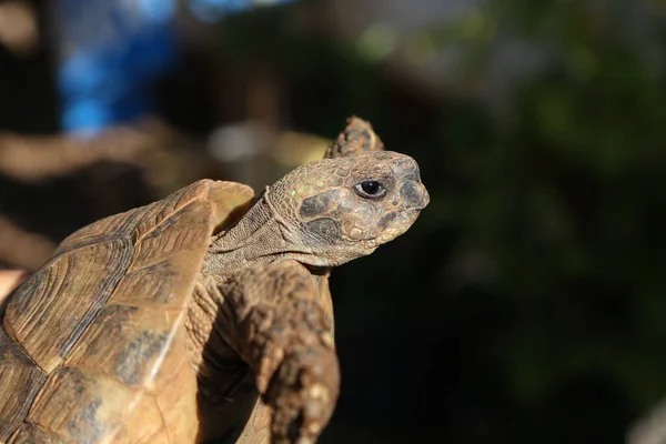 Selektivt Fokusbillede Skildpadde - Stock-foto