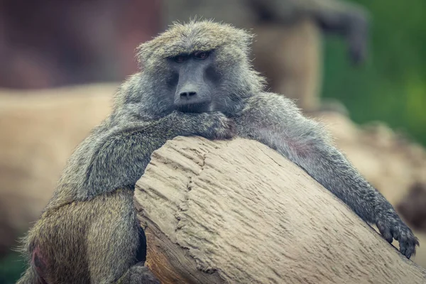 Tiro Perto Macaco Solitário Apoiado Casca Árvore Zoológico — Fotografia de Stock