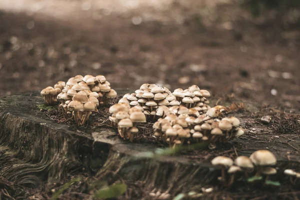 Eine Nahaufnahme Der Pilze Die Den Wäldern Wachsen Und Tagsüber — Stockfoto