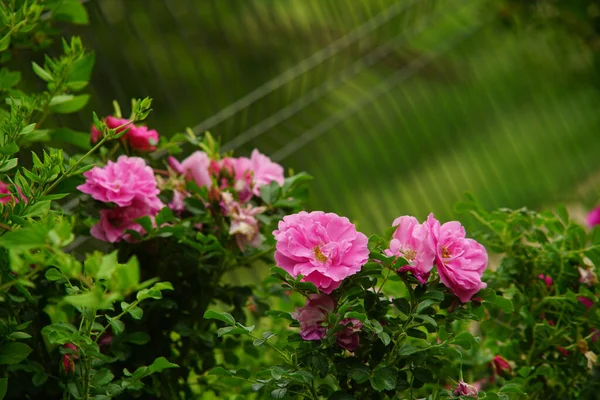 Une Mise Point Sélective Roses Roses Sur Les Buissons — Photo
