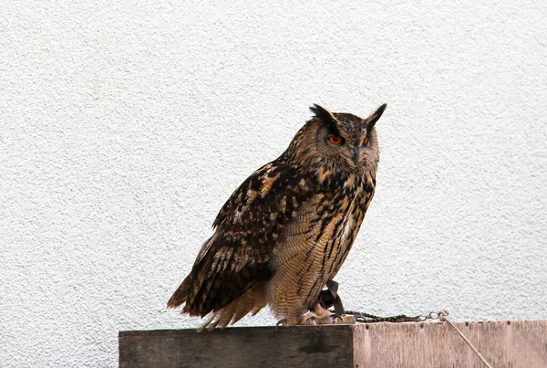 Eine Eule Die Auf Einem Holz Vor Einer Weißen Wand — Stockfoto