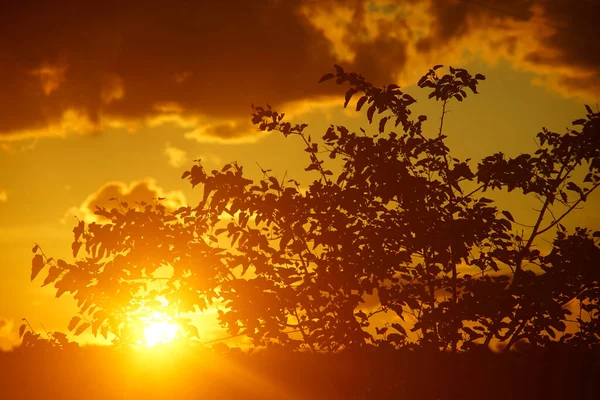 Niski Kąt Ujęcia Drzew Uchwyconych Zachodzie Słońca — Zdjęcie stockowe