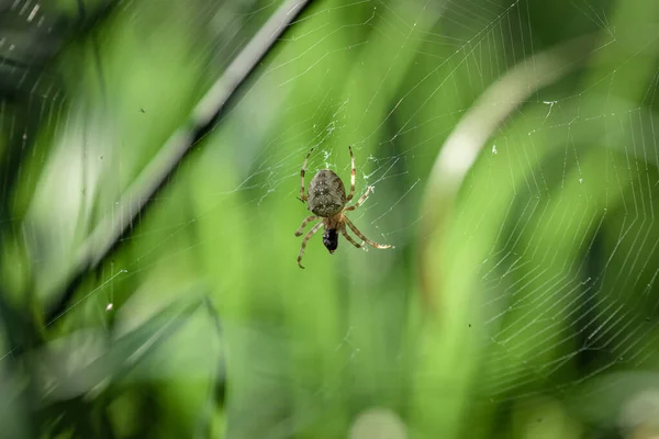 Μια Μακρο Φωτογραφία Μιας Αράχνης Σκαρφαλώνει Έναν Ιστό Έναν Κήπο — Φωτογραφία Αρχείου