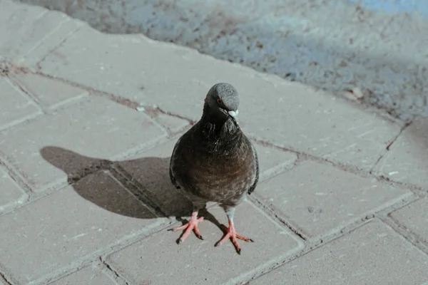 通りで鳩のクローズアップショット — ストック写真