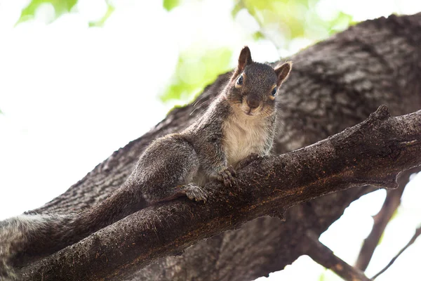 Enfoque Selectivo Una Linda Ardilla Zorro Árbol —  Fotos de Stock