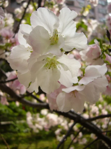 Tiro Foco Seletivo Belas Flores Cerejeira — Fotografia de Stock
