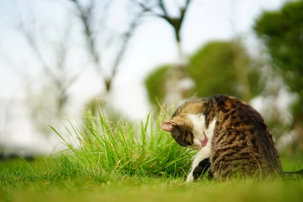 Gato Adorable Jugando Campo Hierba Verde Atardecer —  Fotos de Stock
