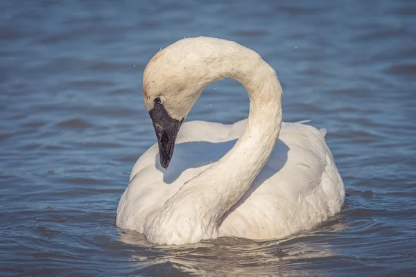 Närbild Trumpetare Svan Simmar Sjö — Stockfoto