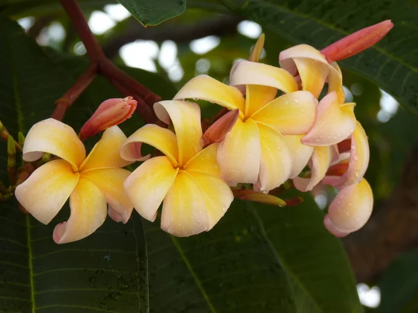 Eine Nahaufnahme Eines Zarten Schönen Frangipani Blumenstraußes Der Nach Einem — Stockfoto