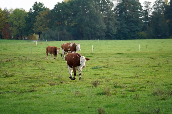 Een Groep Bruine Stieren Een Weiland — Stockfoto