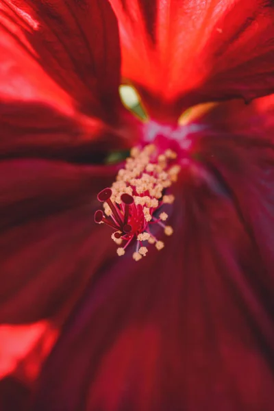 Vertical Macro Shot Hibiscus — Stock Photo, Image