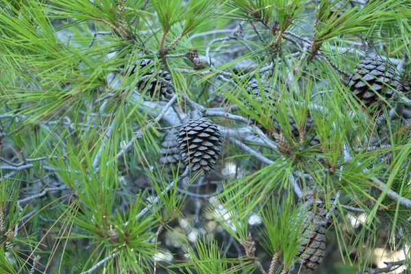 Closeup Shot Cones Green Needles Pine Tree — Stock Photo, Image