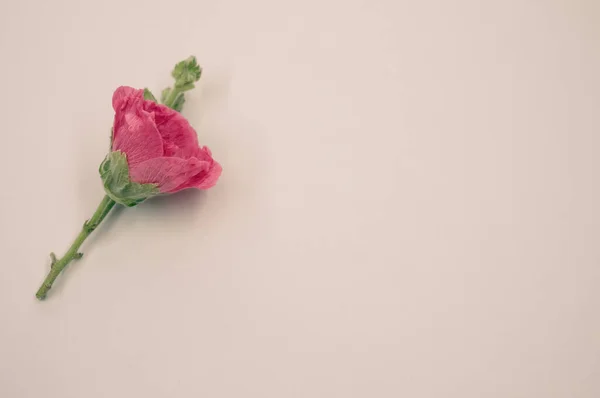 Horní Pohled Krásnou Růžovou Karafiátovou Květinu Malém Stonku Umístěnou Šedém — Stock fotografie