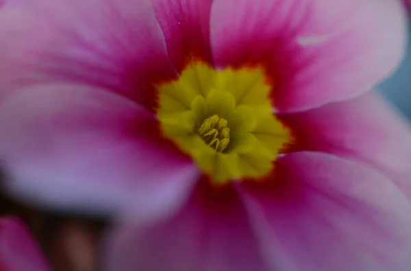 Closeup Shot Pink Primula Vulgaris Flower — Stock Photo, Image