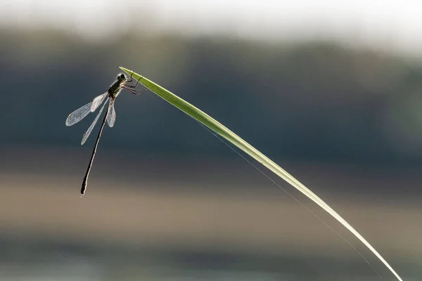 Makroaufnahme Einer Libelle Auf Dem Grünen Gras Vor Verschwommenem Hintergrund — Stockfoto