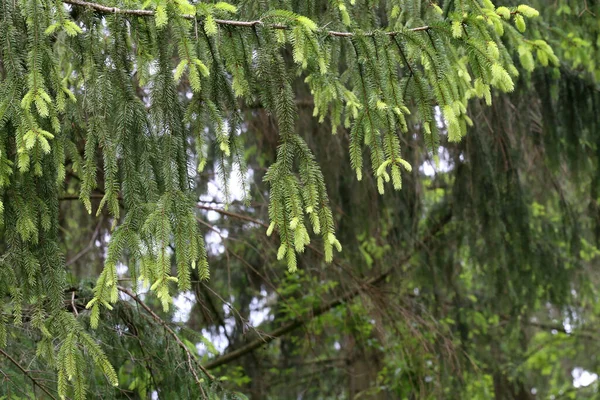 日中は針葉樹林の緑の松の枝の閉鎖 — ストック写真