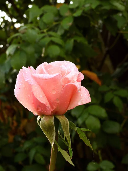 Plano Vertical Una Rosa Rosada Rocío — Foto de Stock