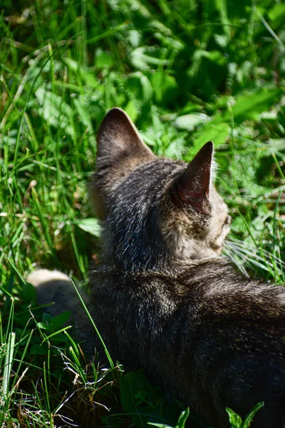 Eine Vertikale Aufnahme Einer Niedlichen Katze Die Gras Liegt — Stockfoto