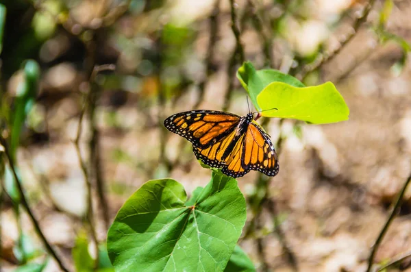 Primer Plano Una Mariposa Monarca Posada Sobre Una Hoja Verde — Foto de Stock