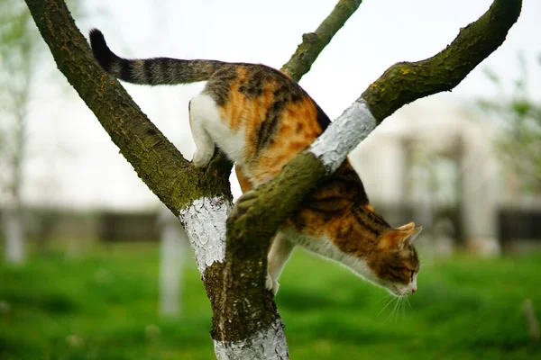 Egy Aranyos Macska Fára Mászik Parkban — Stock Fotó