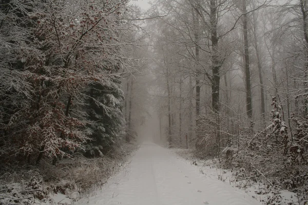 Una Hermosa Vista Paisaje Invernal Con Muchos Árboles Cubiertos Nieve — Foto de Stock