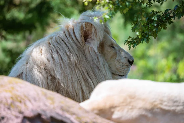 Widok Boczny Lwiej Twarzy Oczami Zamkniętymi Zoo Pod Sunlight — Zdjęcie stockowe