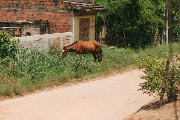 Крупним Планом Постріл Коричневого Коня Їсть Траву Біля Сараю — стокове фото