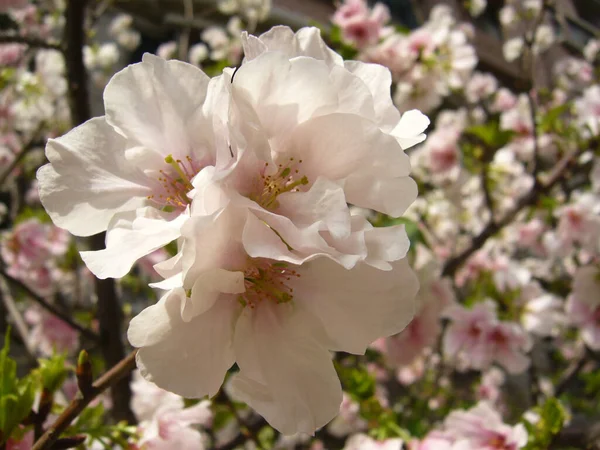 花に白いリンゴの木の花の束のクローズアップ選択的フォーカスショット — ストック写真