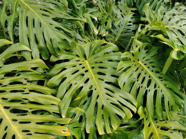 Eine Nahaufnahme Von Philodendron Der Einem Garten Wächst — Stockfoto