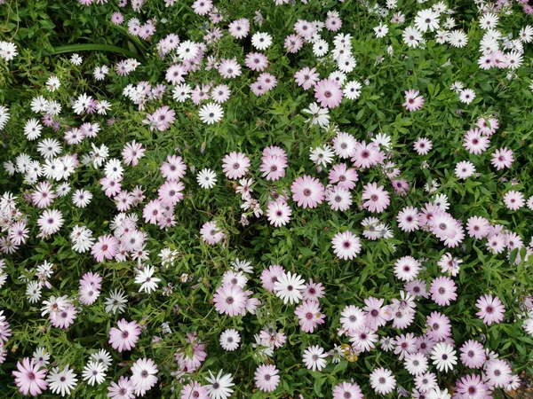 Tiro Vista Superior Osteospermum Perene Branco Arbusto Crescido Jardim — Fotografia de Stock