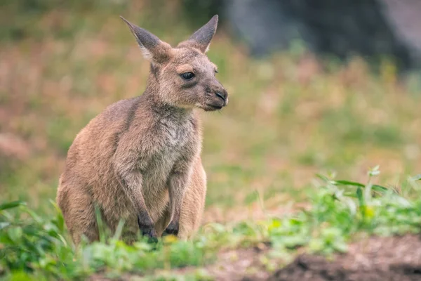 Çimenli Bir Zeminde Joey Kanguru Nun Yakın Plan Çekimi — Stok fotoğraf