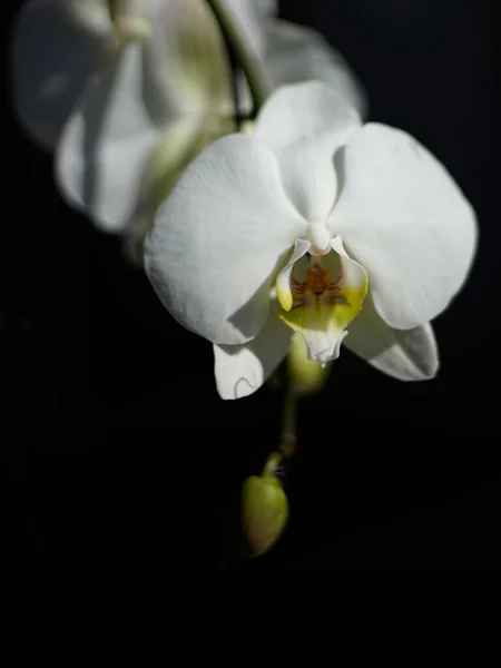 Orquídea Traça Branca Isolada Fundo Preto — Fotografia de Stock