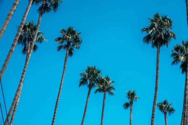 Niski Kąt Strzał Palm Przeciw Błękitnemu Niebu — Zdjęcie stockowe