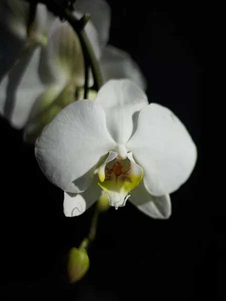 Fehér Molylepke Orchidea Elszigetelt Fekete Háttér — Stock Fotó