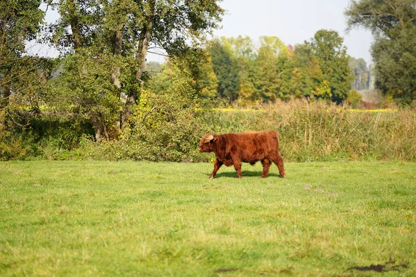 一头棕色的公牛在草地上散步 — 图库照片
