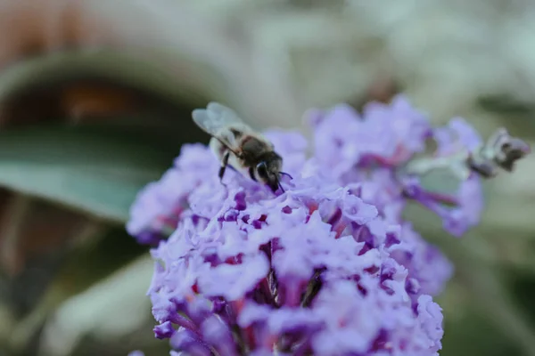 Неглубокий Снимок Пчелы Фиолетовых Вербенах — стоковое фото