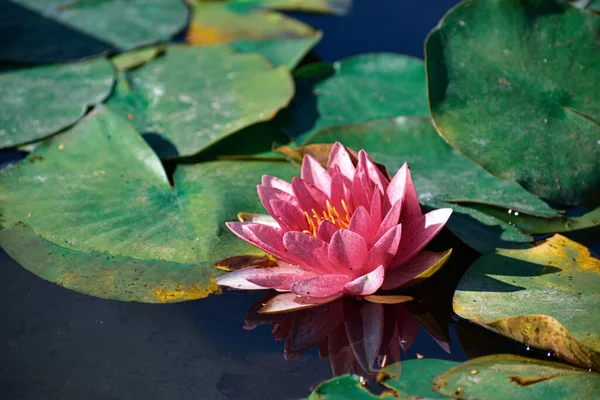 Closeup Shot Beautiful Water Lily Leaves — Stock Photo, Image