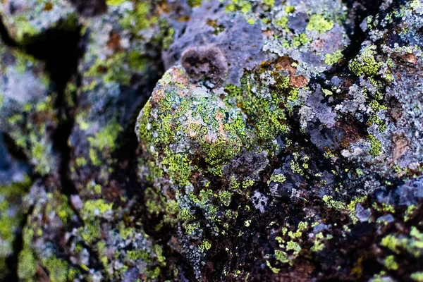 Primo Piano Una Ruvida Roccia Ricoperta Licheni Una Foresta — Foto Stock