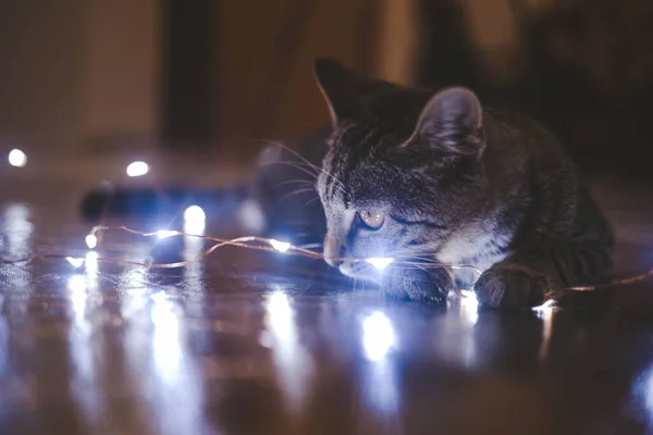 Eine Selektive Fokusaufnahme Einer Gestreiften Kurzhaarkatze Mit Lichtern — Stockfoto