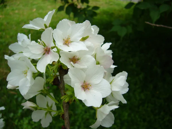 花に白いリンゴの木の花の束のクローズアップショット — ストック写真