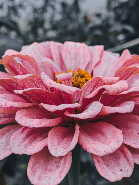 Ένα Κάθετο Κοντινό Πλάνο Ενός Όμορφου Ροζ Λουλουδιού Ζίννια — Φωτογραφία Αρχείου